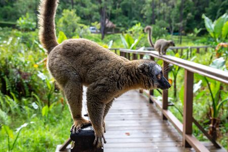 The lemur runs on a handrail from a wooden bridgeの写真素材