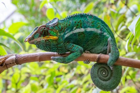 One chameleon in close-up in a national park on Madagascarの写真素材