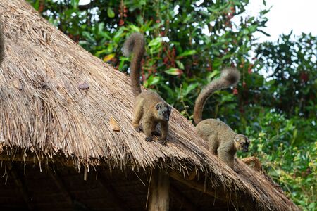 The Lemurs on the thatched roof of a buildingの写真素材