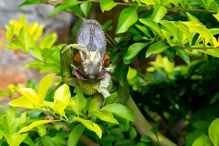 One Colorful chameleon on a branch in a national park on the island of Madagascarの写真素材