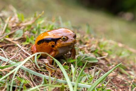 One large orange frog is sitting in the grassの写真素材