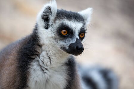 A funny ring-tailed lemurs in their natural environmentの写真素材