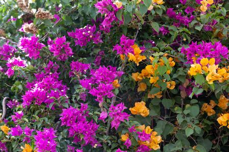 Colorful plants and flowers on the island of Madagascarの写真素材
