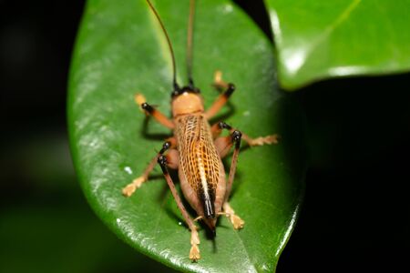 The Native species of insects in the rainforestの写真素材