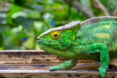 One chameleon in close-up in a national park on Madagascarの写真素材