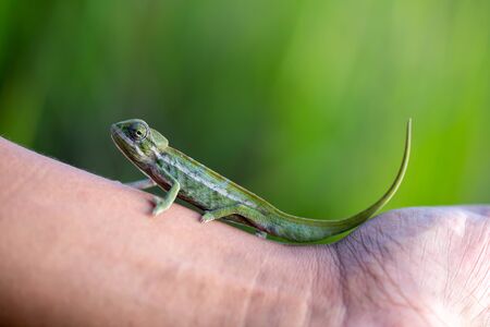 One small chameleon in the rainforest on the island of Madagascarの写真素材