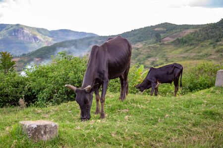 The Zebu cattle in the pasture on the island of Madagascarの写真素材