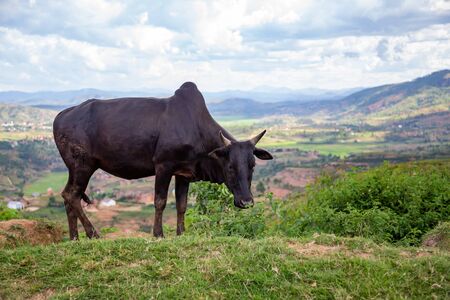 The Zebu cattle in the pasture on the island of Madagascarの写真素材