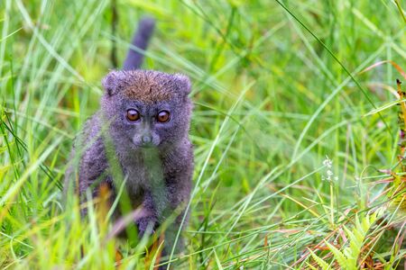 One bamboo lemur between the tall grass looks curiousの写真素材