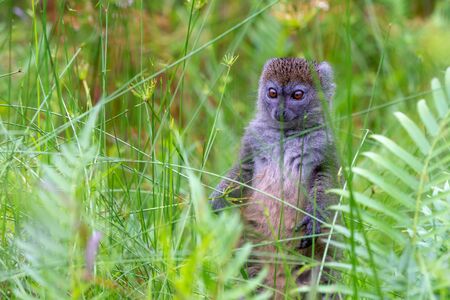 One bamboo lemur between the tall grass looks curiousの写真素材