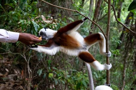 One sifaka Lemur gets a banana from someoneの写真素材