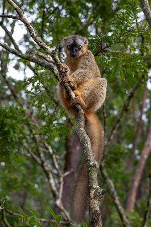 One lemur watches visitors from the branch of a tree