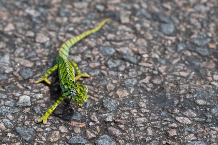 A Close up of a green chameleon on the streetの写真素材