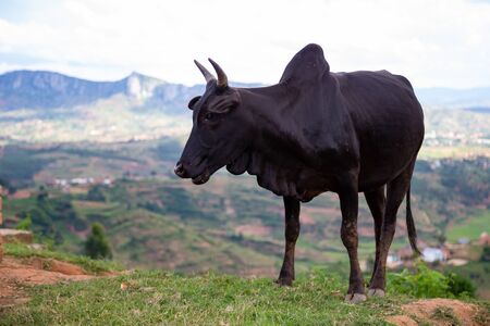 The Zebu cattle in the pasture on the island of Madagascarの写真素材