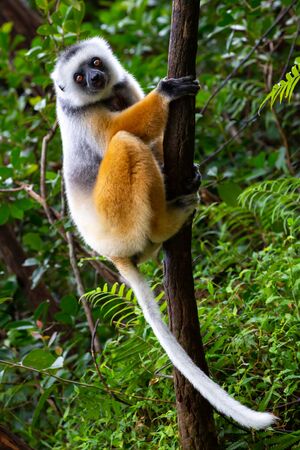 One diademed sifaka in its natural environment in the rainforest on the island of Madagascarの写真素材