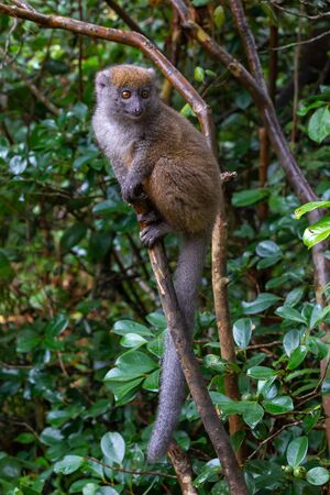 The Funny bamboo lemurs on a tree branch watch the visitorsの写真素材