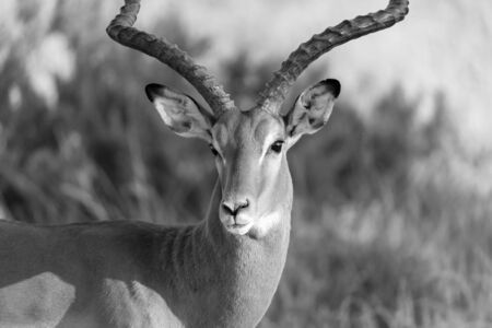 The portrait of an Impala antelope in the savannah of Kenyaの写真素材