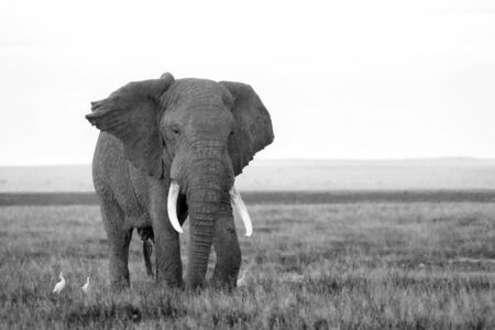 An elephant in the savannah of a national park in Kenyaの写真素材