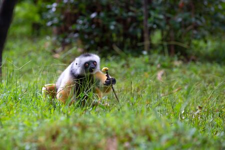One diademed sifaka in its natural environment in the rainforest on the island of Madagascarの写真素材