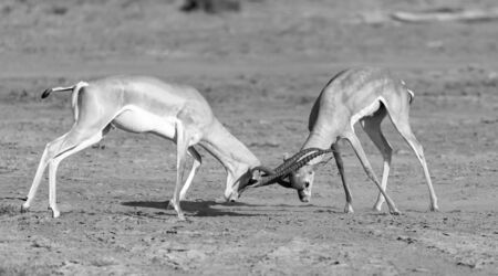 The battle of two Grant Gazelles in the savannah of Kenyaの写真素材