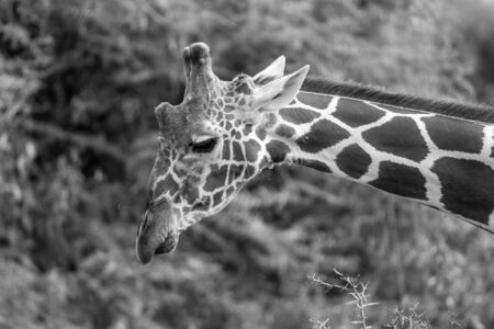 A face of a giraffe in close-upの写真素材