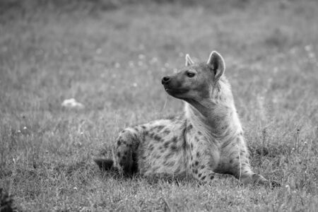 The hyena is lying in the grass in the savannah in Kenyaの写真素材
