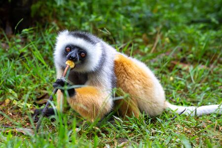 One diademed sifaka in its natural environment in the rainforest on the island of Madagascarの写真素材