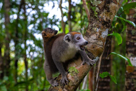 The crown lemur on a tree in the rainforest of Madagascarの写真素材
