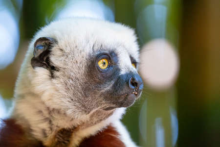 The Coquerel Sifaka in its natural environment in a national park on the island of Madagascar.の写真素材