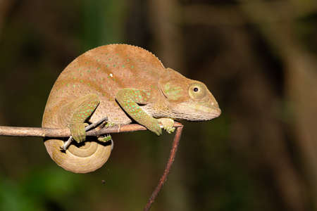 Colorful chameleon in a close-up in the rainforest in Madagascarの写真素材