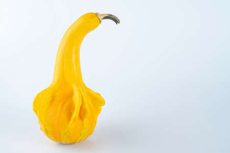 Yellow colored pumpkins on a white backgroundの写真素材