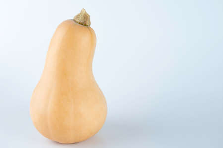 Yellow colored pumpkins on a white backgroundの写真素材