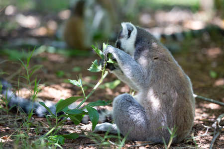 A funny ring-tailed lemur in its natural environment.
