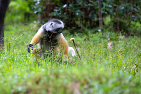 A diademed sifaka in its natural environment in the rainforest on the island of Madagascarの写真素材