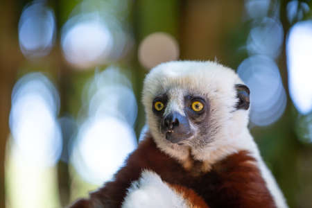 The Coquerel Sifaka in its natural environment in a national park on the island of Madagascarの写真素材