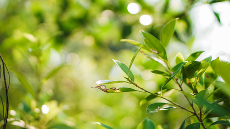 Green leaves on green bokeh backgroundの写真素材
