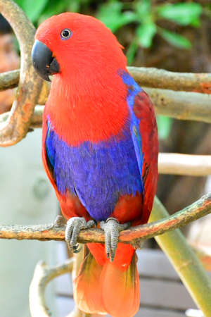 Parrot,bird