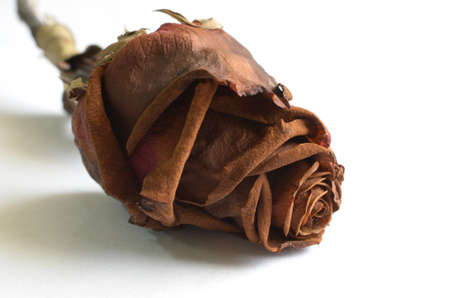 texture,Rose dry background,Rose dryの写真素材