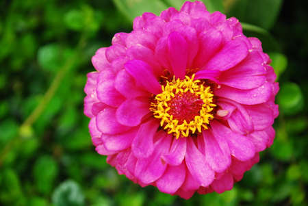 Pink flowerの写真素材