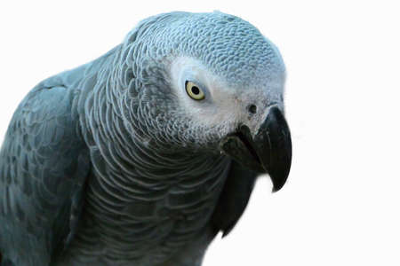 Parrot isolateの写真素材