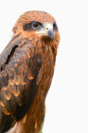 Eagleの写真素材