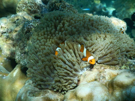 under waterの写真素材