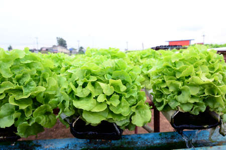 Organic Vegetables