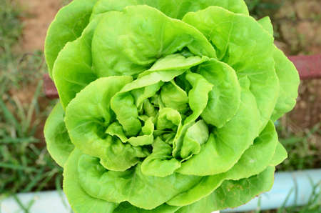 Organic Vegetables