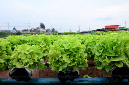 Organic Vegetablesの写真素材