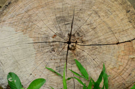 Wood background texture with tree