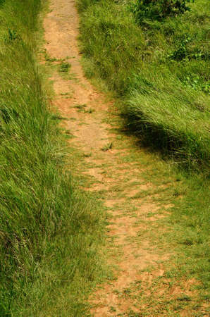 Walkway in the meadowの写真素材