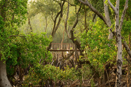 Bridge in the forestの写真素材