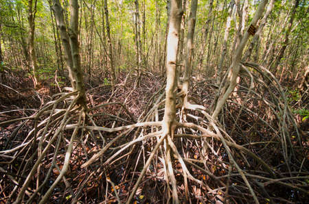 Mangrove forestの写真素材