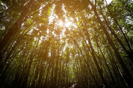 Mangrove forest and sun layの写真素材